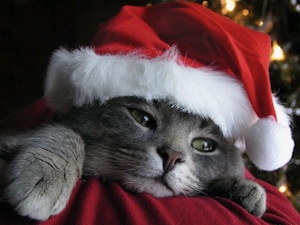 christmas-cat-wallpaper