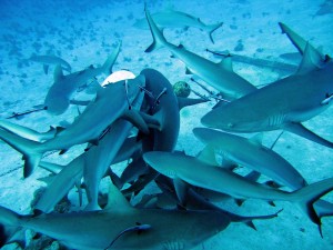 shark-feeding